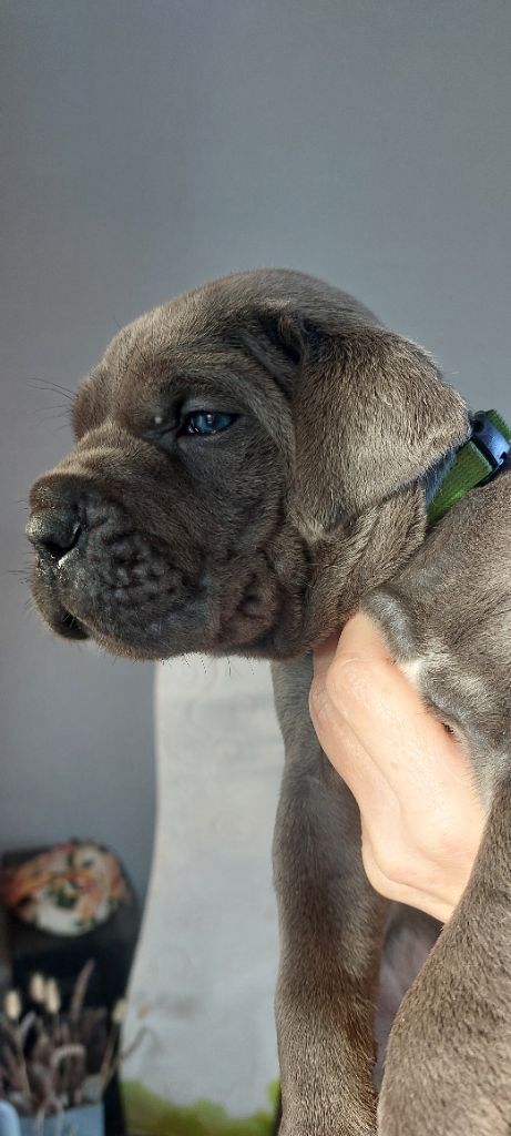 Des Gueules De La Bouscarasse - Chiot disponible  - Cane Corso