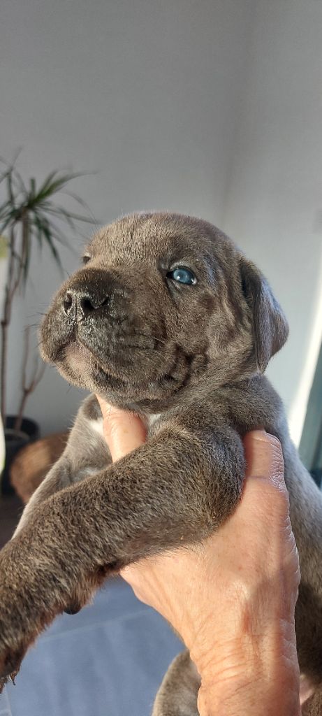 Des Gueules De La Bouscarasse - Chiot disponible  - Cane Corso