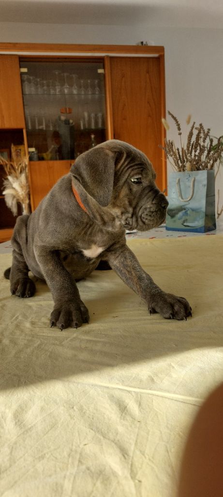 Des Gueules De La Bouscarasse - Chiot disponible  - Cane Corso