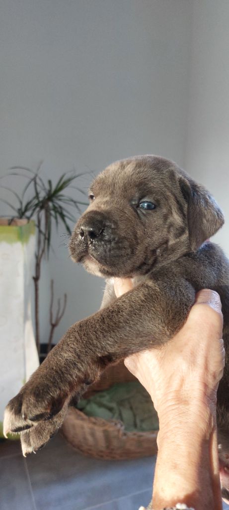 Des Gueules De La Bouscarasse - Chiot disponible  - Cane Corso