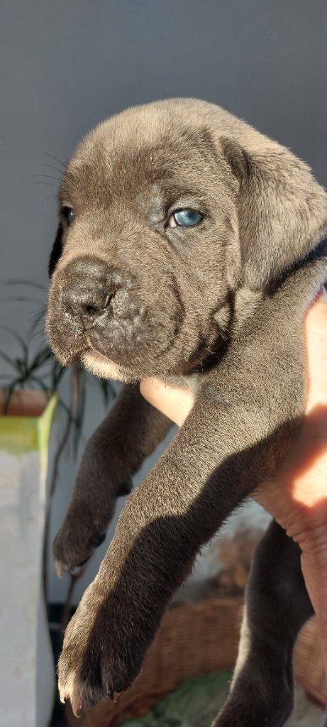 Des Gueules De La Bouscarasse - Chiot disponible  - Cane Corso