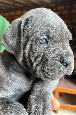 Des Gueules De La Bouscarasse - Cane Corso - Portée née le 20/10/2022