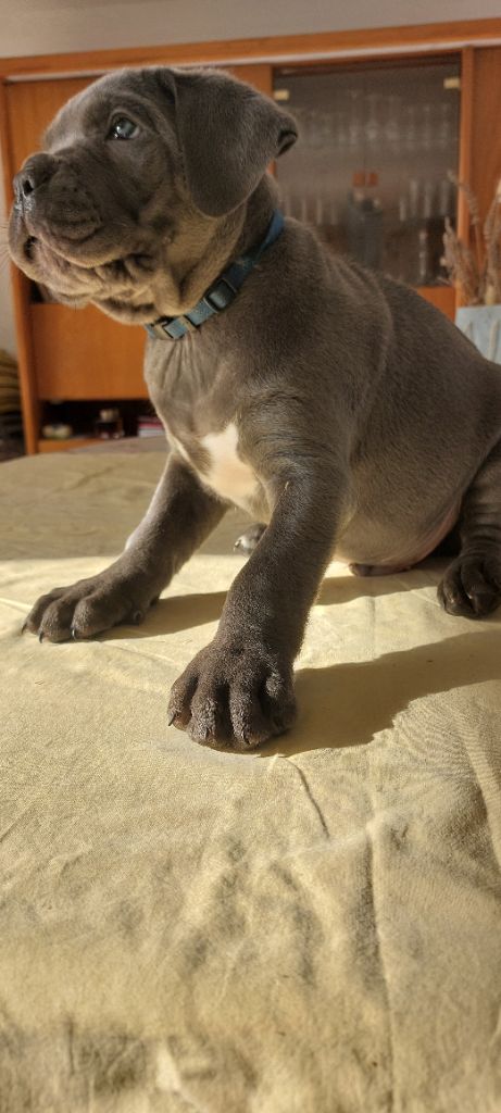 Des Gueules De La Bouscarasse - Chiot disponible  - Cane Corso